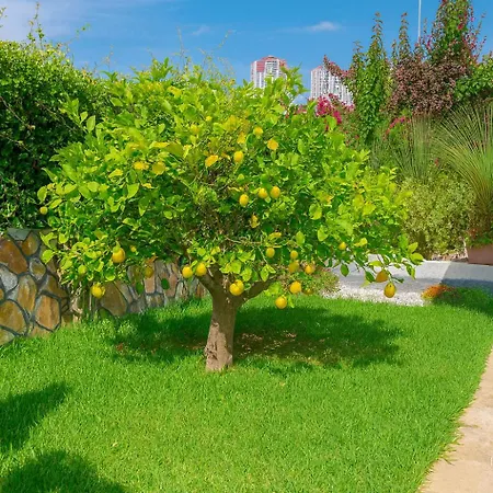 ヴィラ Vibavilla Elite