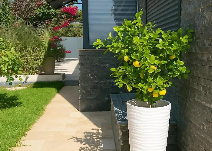 Vibavilla Elite Vila