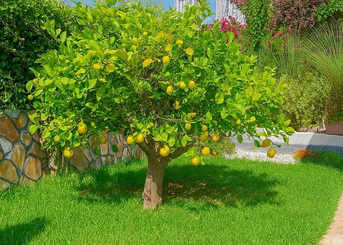 Vila Vibavilla Elite